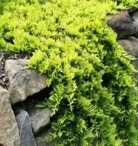     Juniperus horizontalis     Golden Carpet